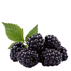 Blackberries (12/6oz)