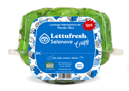 Salanova Crispy Lettuce de PR (18ea)