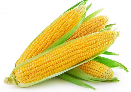 Fresh Corn (48ea)