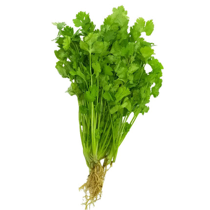 Cilantro de PR (30ea)