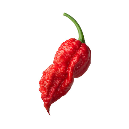 Ghost Pepper (12/.25oz)