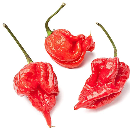 Scorpion Pepper (12/.25oz)
